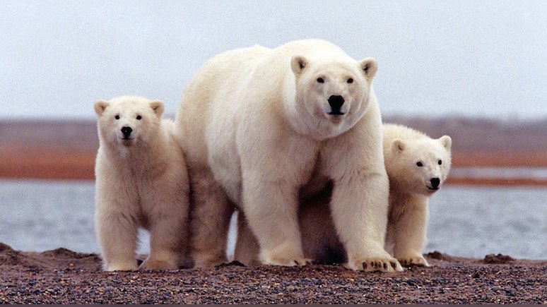 Guardian: Трамп разрешил добычу нефти в заповеднике белых медведей на Аляске