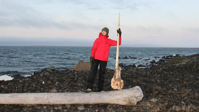 Daily Express: в России нашли редкий череп «арктического единорога»