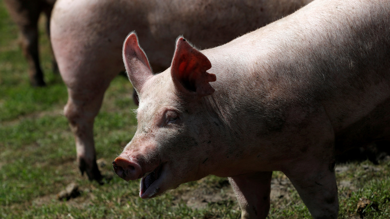 Bloomberg: свиная чума в КНДР ставит под угрозу продовольственную безопасность страны