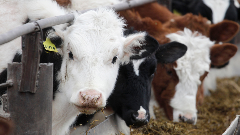 Bloomberg: Россия закупила 45 тысяч европейских коров для выхода на самообеспечение по молоку  