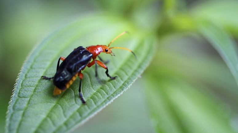 Stuttgarter Zeitung: за огромный вклад в защиту природы — именем Греты назвали жука