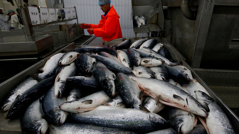 La Croix: эмбарго помогло — в России стремительно растёт производство лосося