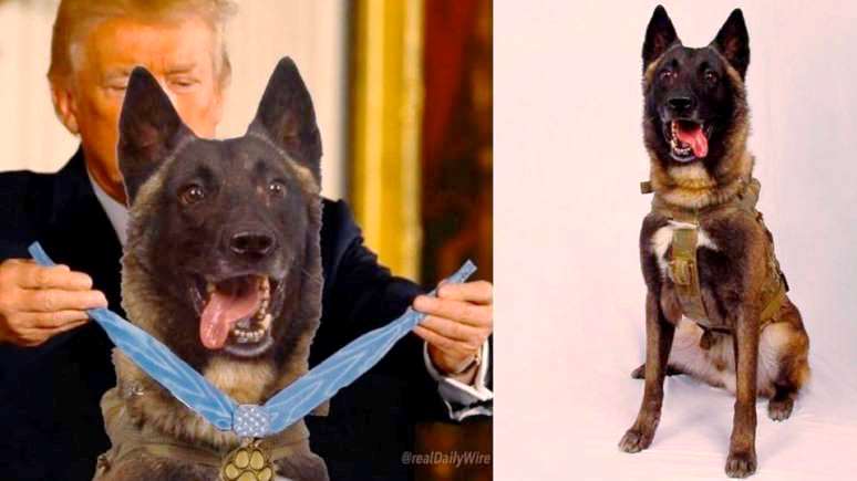 Al Arabiya: Трамп «наградил» героическую собаку за ликвидацию аль-Багдади