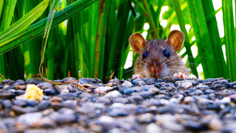ERR: крысы-вредители вывели из строя эстонский сайт госуслуг