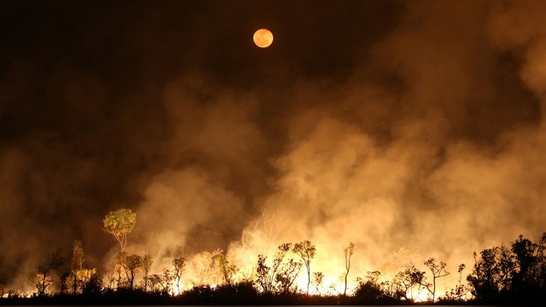 CNN: Ди Каприо отверг обвинения о причастности к лесным пожарам в Бразилии