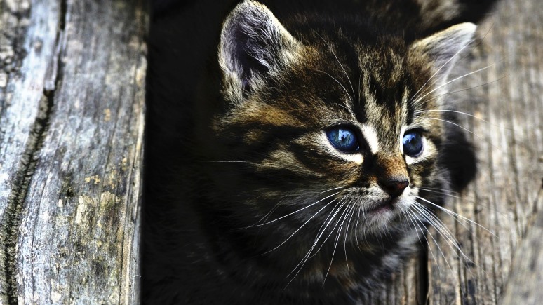 Times: новый закон облегчает миссию Кэтмена по спасению российских котов