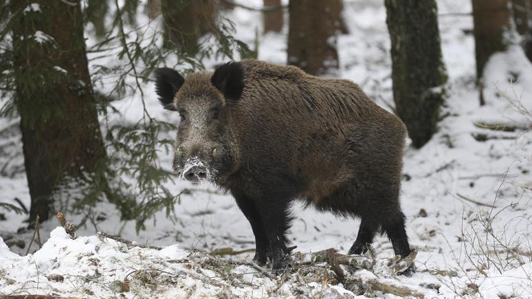 Times: США укрепляют оборону перед нашествием диких свиней из Канады 