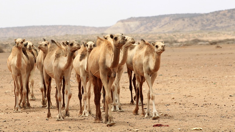 Neue Zürcher Zeitung: мавританцы удивились подарку от ЕС — верблюдам