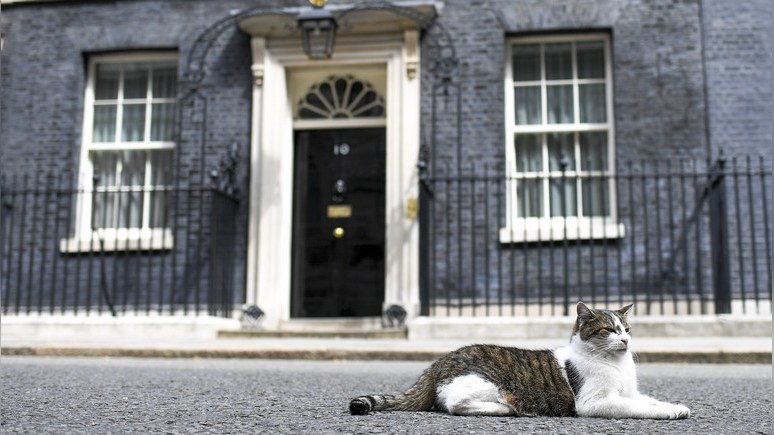Daily Mail: власти Британии планируют обязать владельцев кошек чипировать своих питомцев