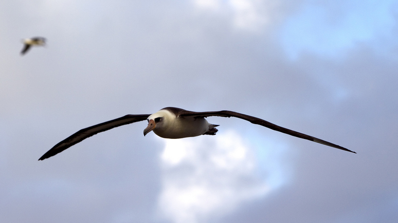 Guardian: «как беспилотники, только умные» — учёные научили альбатросов находить рыболовов- браконьеров