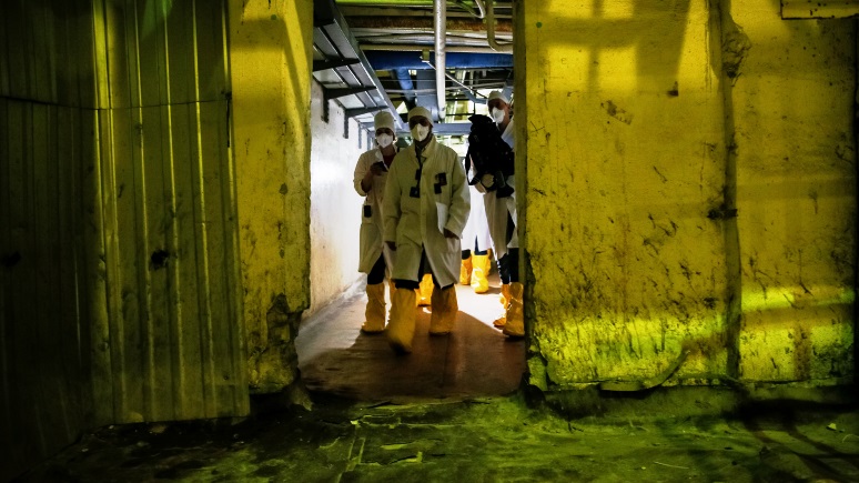 Daily Mail: учёные надеются, что грибы из Чернобыля помогут защитить людей от радиации