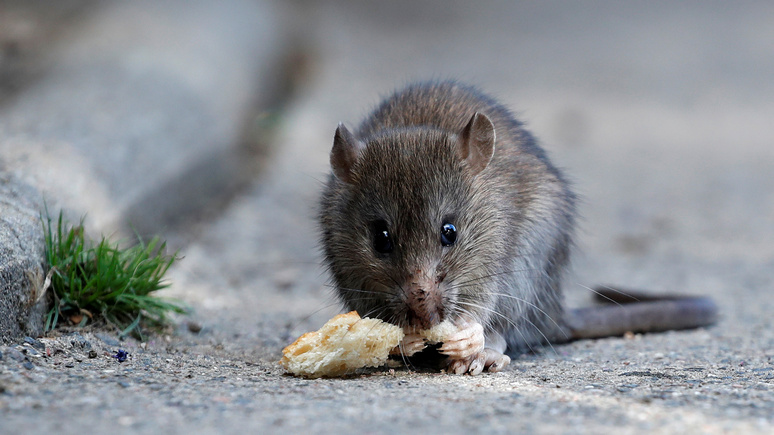 Le Figaro: главная кухня Тулузы переживает нашествие крыс — под самым носом у мэрии 