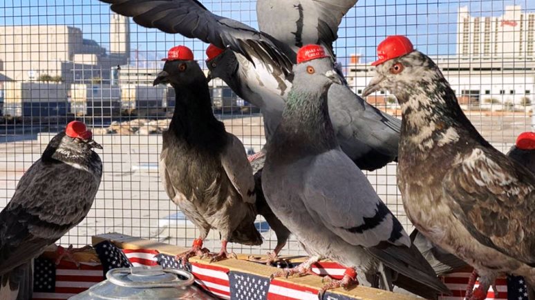 Newsweek: «трамповские» голуби в небе Лас-Вегаса возмутили защитников животных