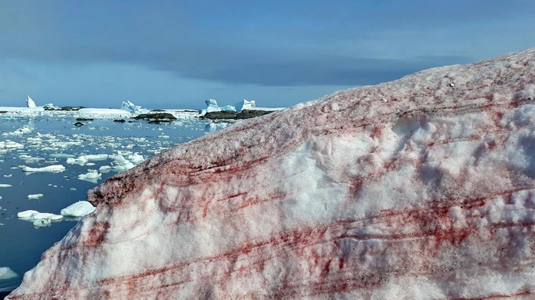 112: украинцев в Антарктиде окружил розовый снег