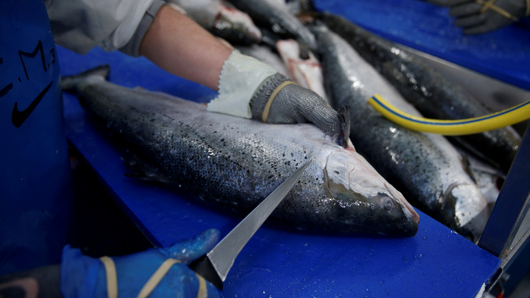 Times: брексит грозит блокадой Ла-Манша и «грязной битвой рыболовов»