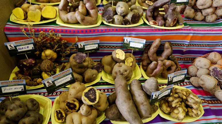 SRF: учёные в Перу выводят новые сорта картофеля, чтобы спасти его от глобального потепления