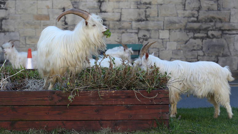 Evening Standard: на улицах только козы — в Уэльсе дикие животные воспользовались самоизоляцией местных жителей