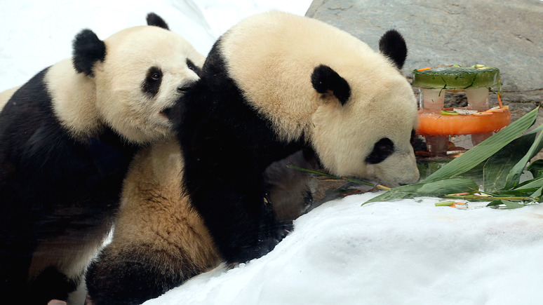 SCMP: в закрытом на карантин парке в Гонконге панды спарились впервые за 10 лет 