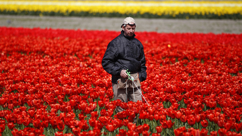 New York Times: коронавирус раздавил голландские тюльпаны