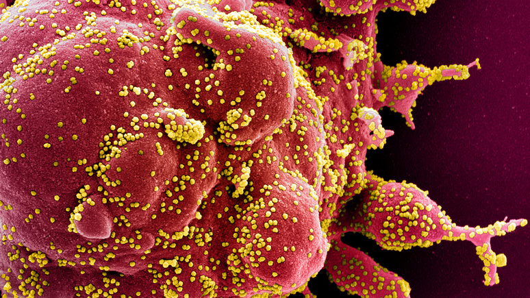 La Croix: французские учёные призывают не слишком полагаться на иммунитет от коронавируса