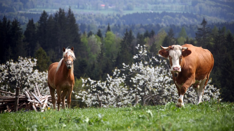 N-TV: немцев призывают провести отпуск внутри страны — например, на ферме