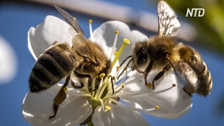 NTD: популяция пчёл восстанавливается благодаря карантину 