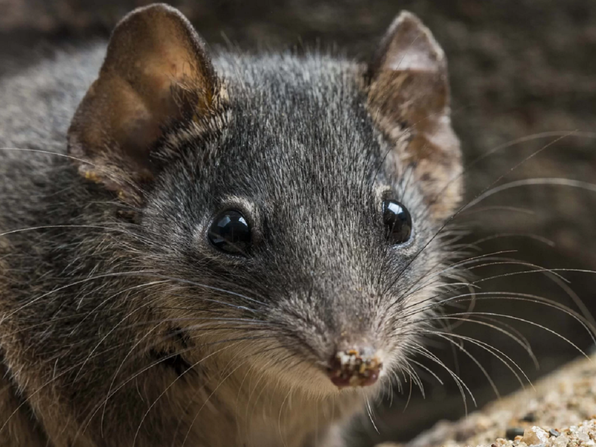 Секс-марафоны опасны - так сумчатые мыши в Австралии вымирают