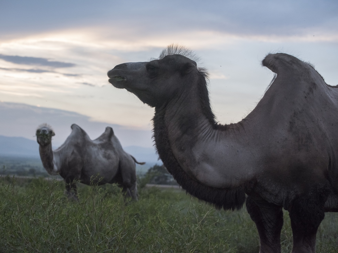 Великий верблюжий путь: монгольская активистка поехала в Лондон на верблюдах