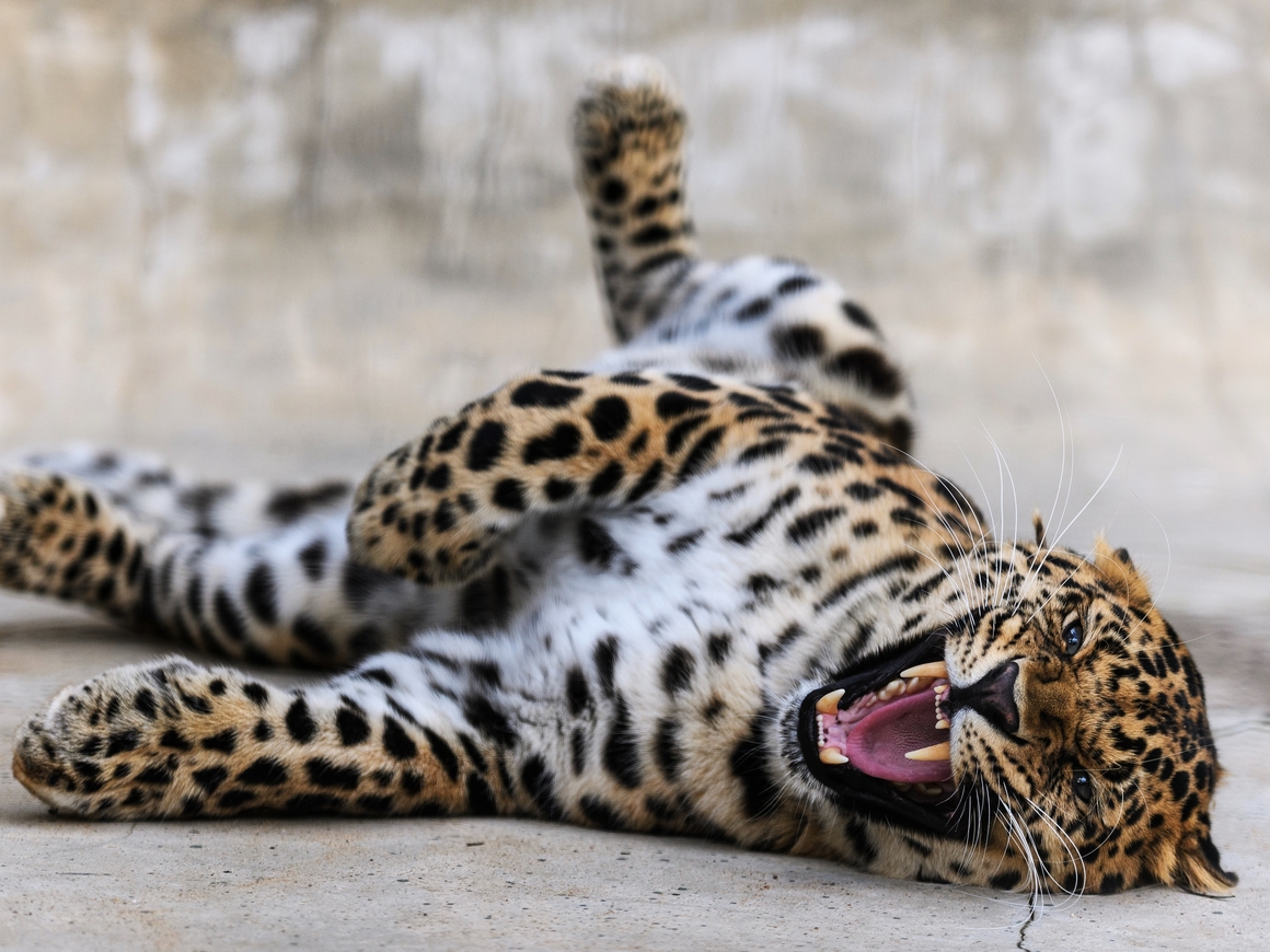 Любопытный леопард трогает за ногу туриста (видео)