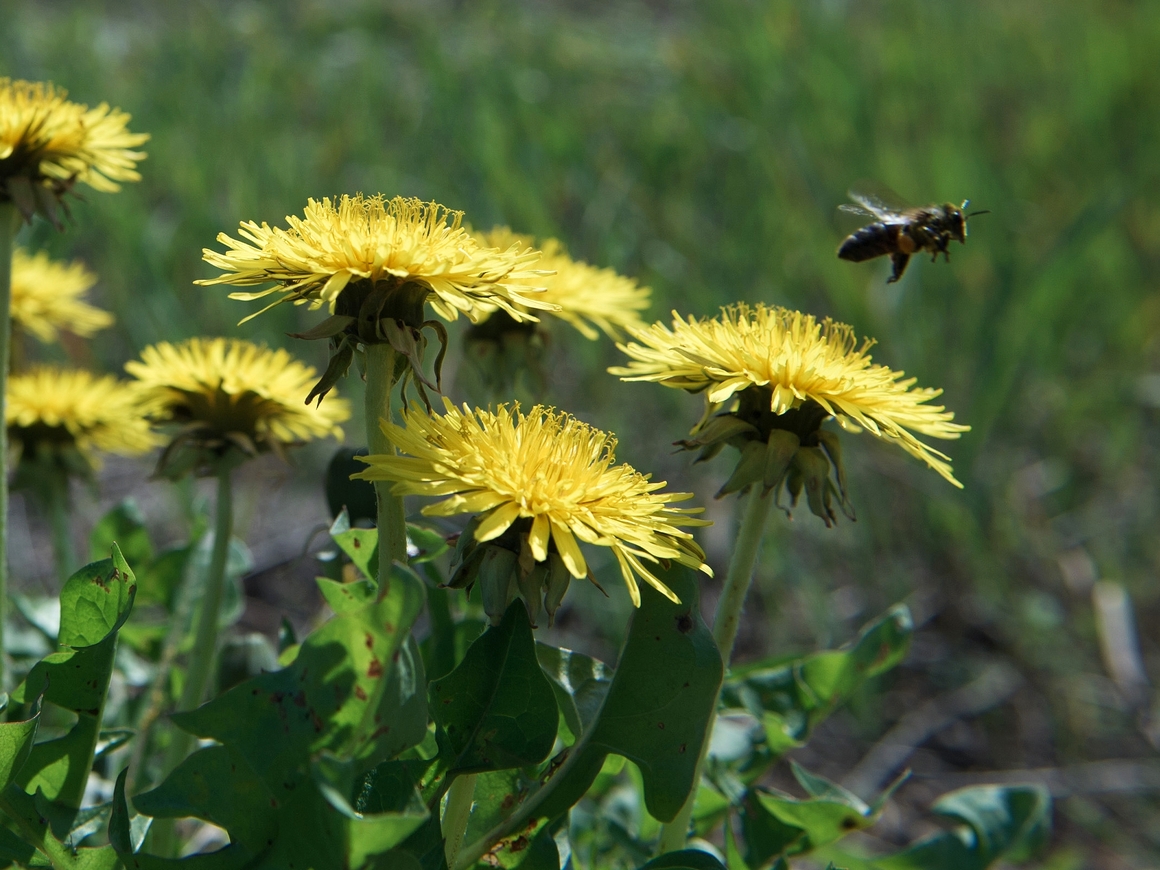 Австралийские учёные выяснили, что пчёлы знакомы с понятием "ноль"