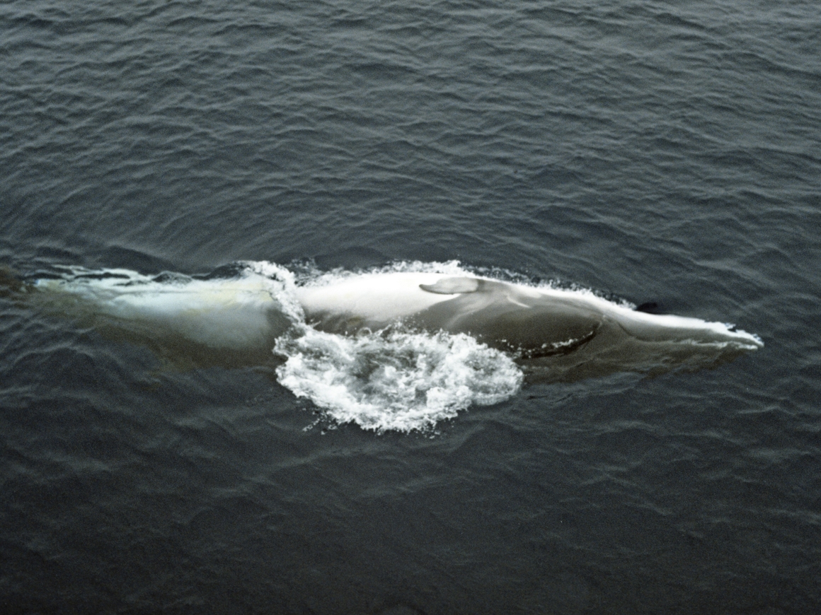 Все промокли: кит выпрыгнул из воды прямо перед лодкой (видео)