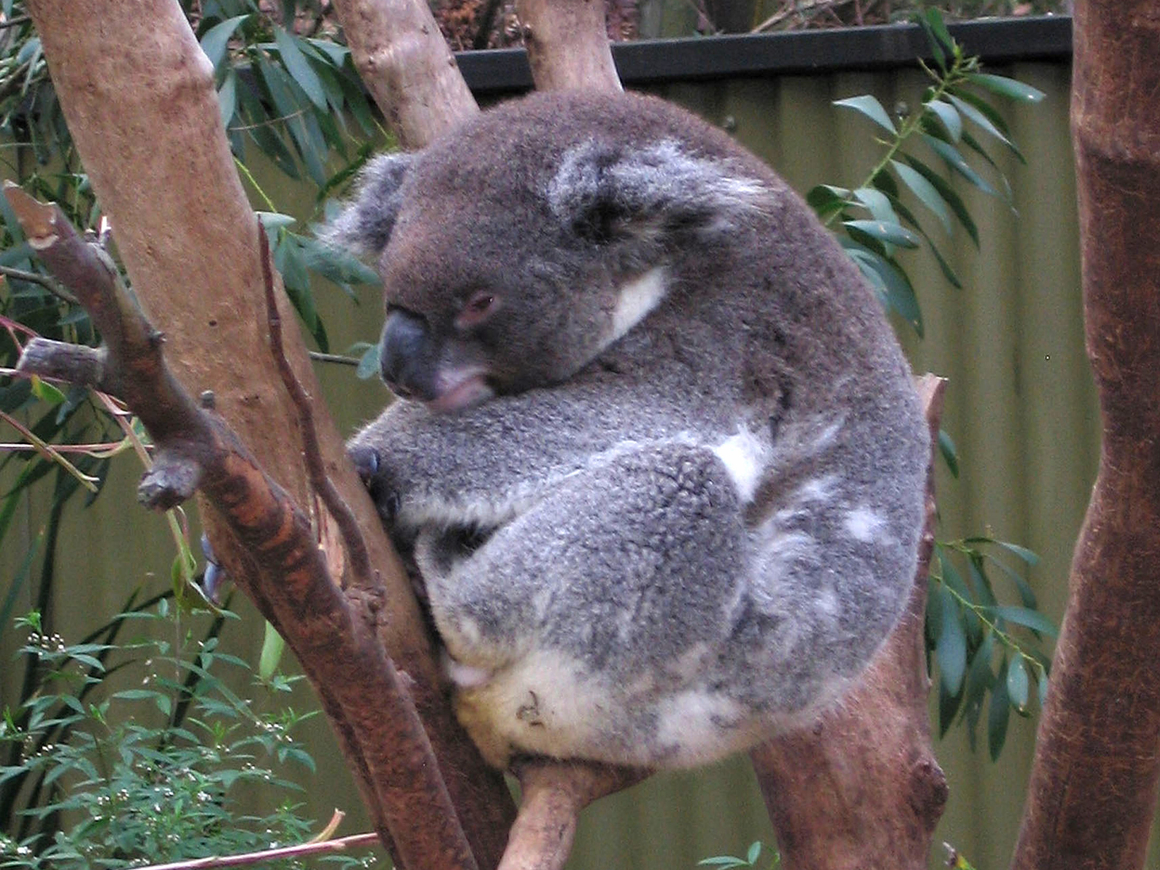 От нас - вам, и наоборот: как ученые помогут коалам