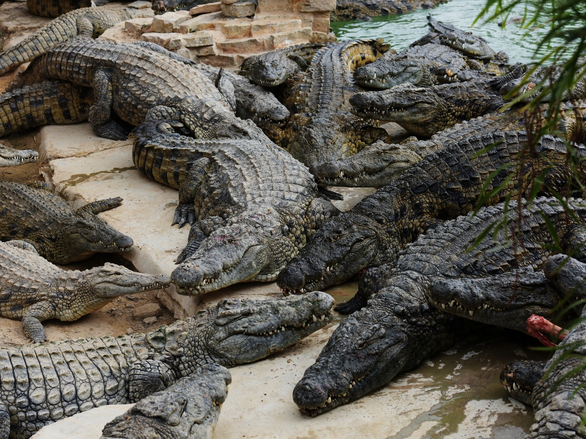 300 крокодилов за 1 человека: кровавая месть по-индонезийски (видео)