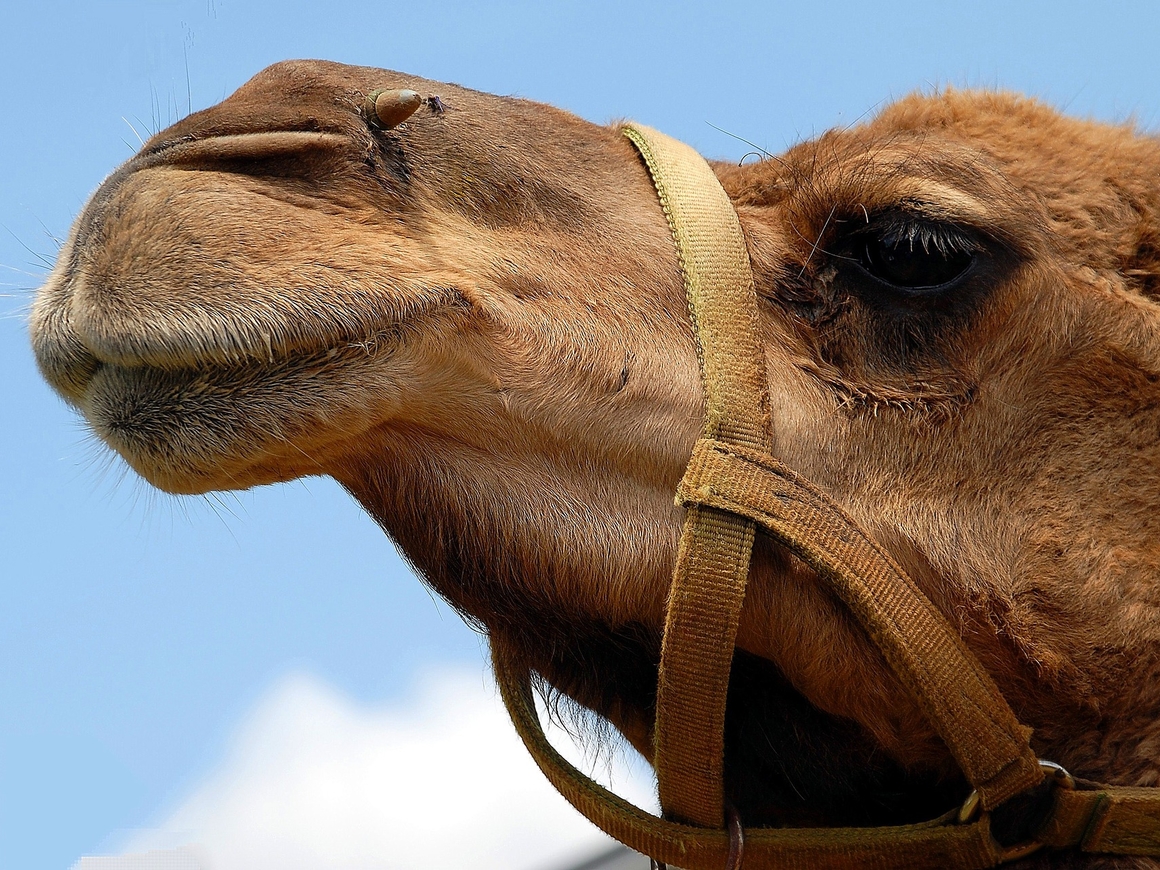 Странствующий верблюд задал жару на трассе М4 в Подмосковье (видео)