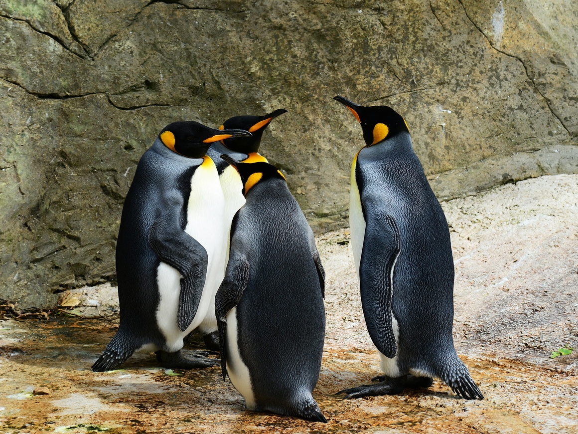 Королевские пингвины умирают: за 30 лет их численность сократилась почти на 90%