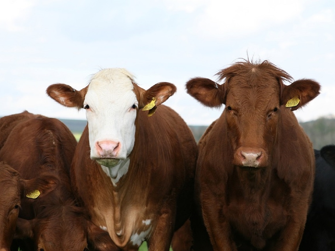 Швейцарцам надоело, что луга топчут гигантские коровы: теперь от них избавятся