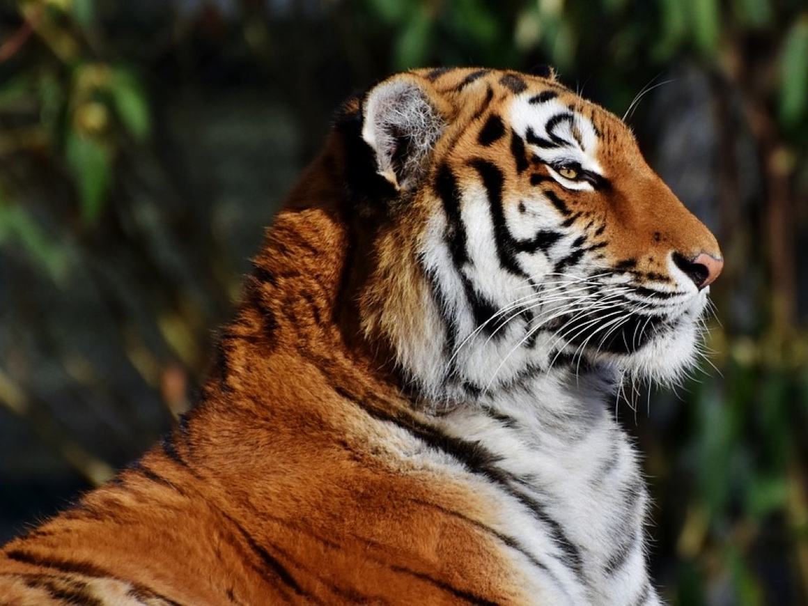 Искусственная лапа для тигра: ортопед из Индии спасает животное от боли