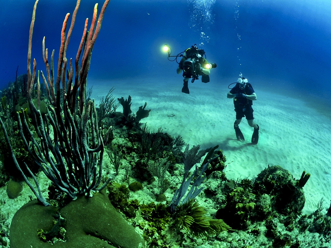 У побережья США нашли глубоководный коралловый риф. Ему тысячи лет