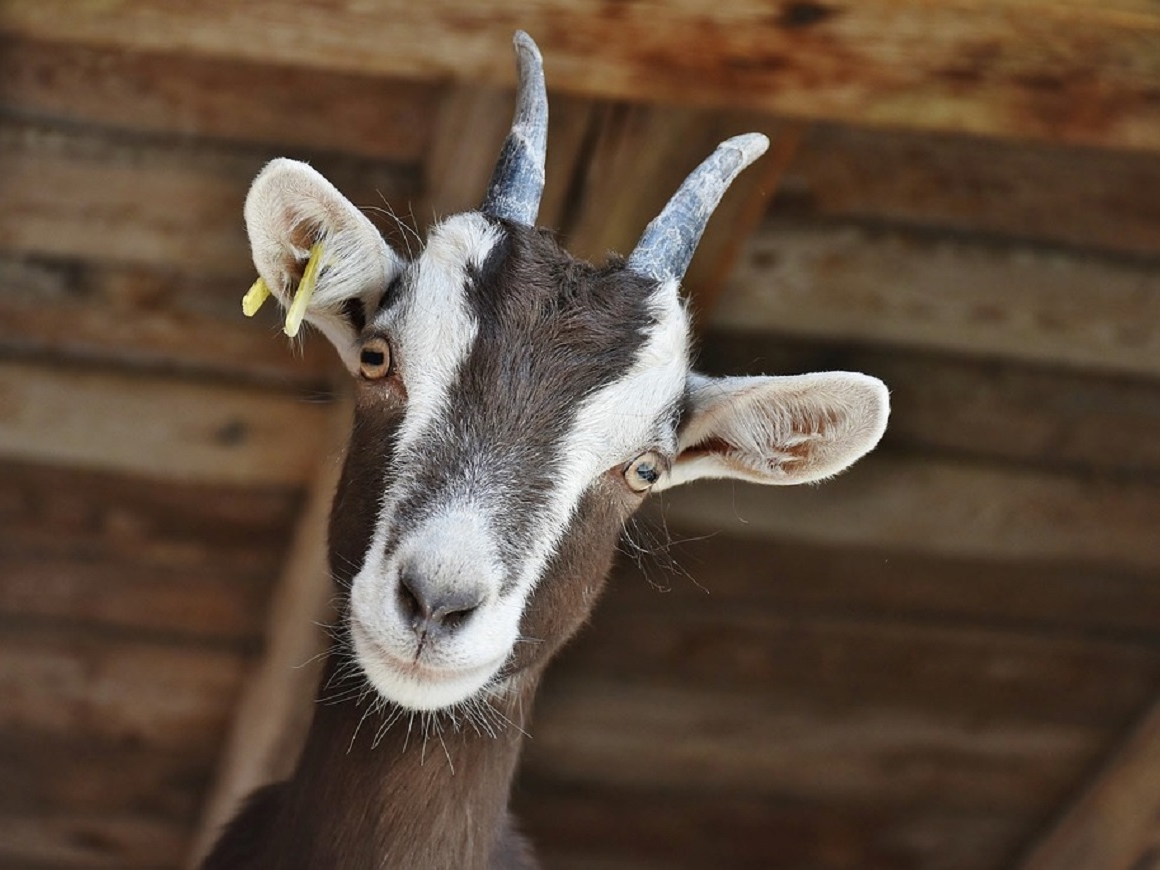 Улыбайтесь, на вас смотрят козы: они распознают эмоции и любят счастливых людей