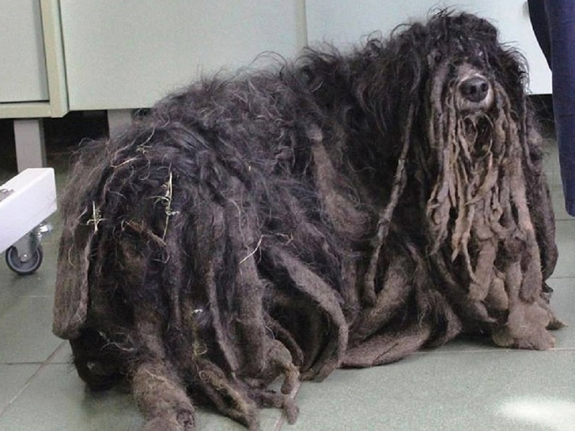 Зоозащитники спасли пса-растамана – дреды мешали ему жить (фото)