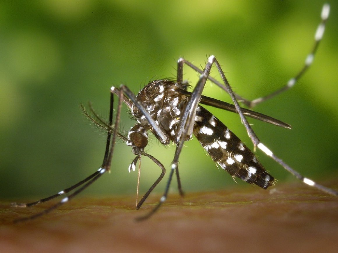 Ученые знают, как уничтожить малярийных комаров, но какие будут последствия?