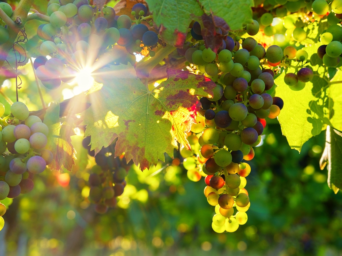 Кража века: в Германии преступники украли почти 2 тонны винограда с винодельни