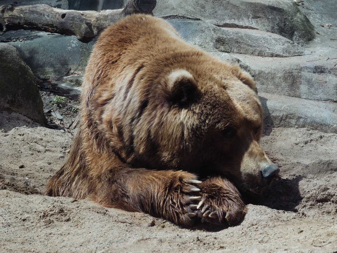 На Аляске устраивают "неделю жирных медведей". Победит самый упитанный миша