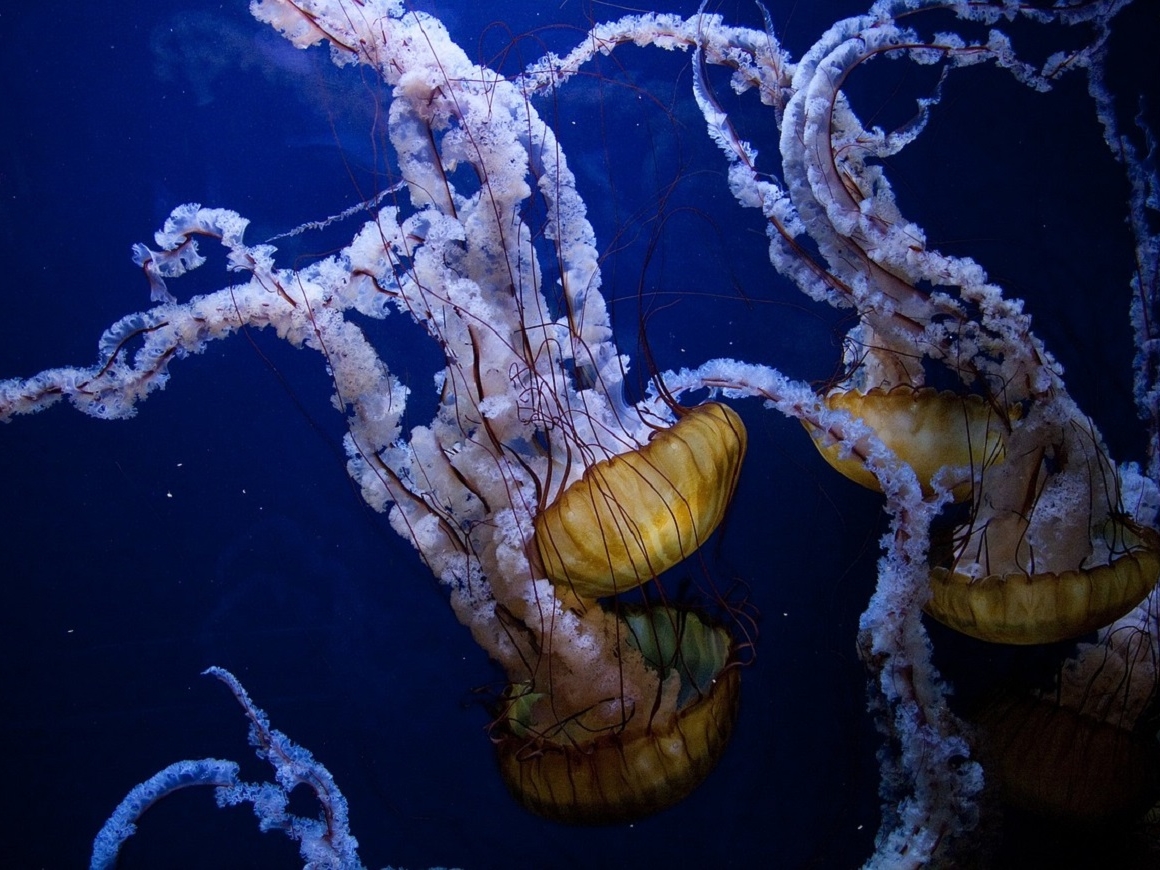 Прекрасны и опасны: медузы, с которыми не захочешь встретиться в море (фото)