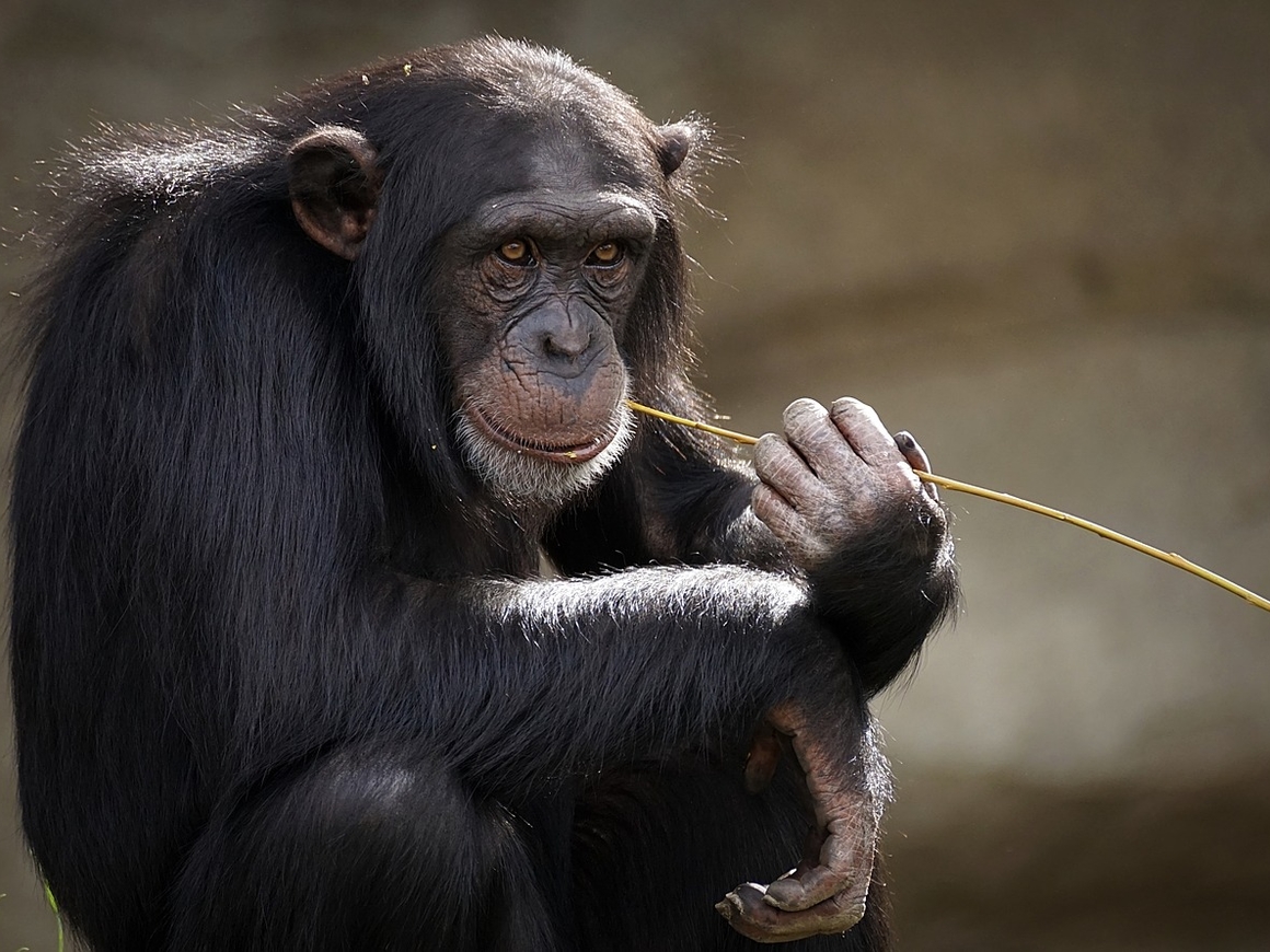 Всё как у людей: шимпанзе тоже делятся только с тем, кто нравится