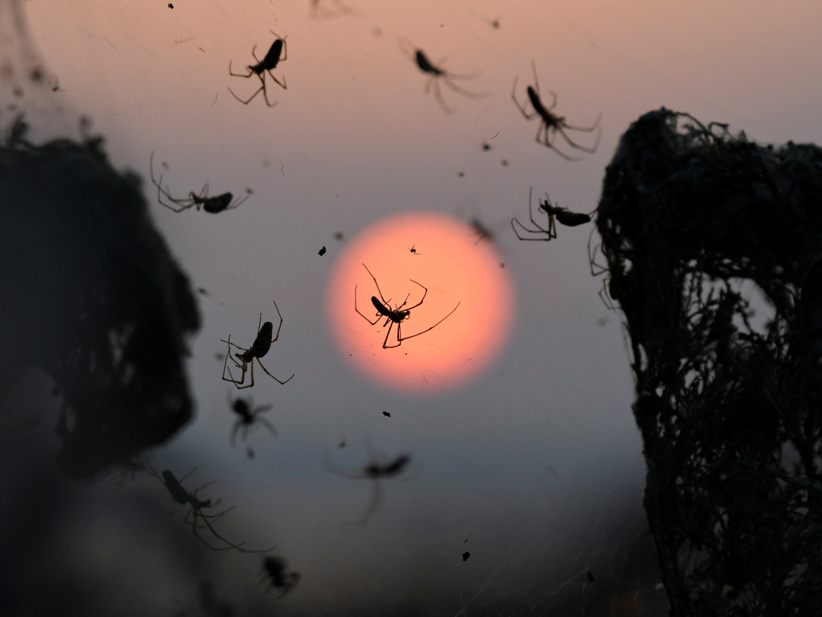 Километровая паучья сеть покрыла озеро в Греции. Вот и живите с этим (фото)