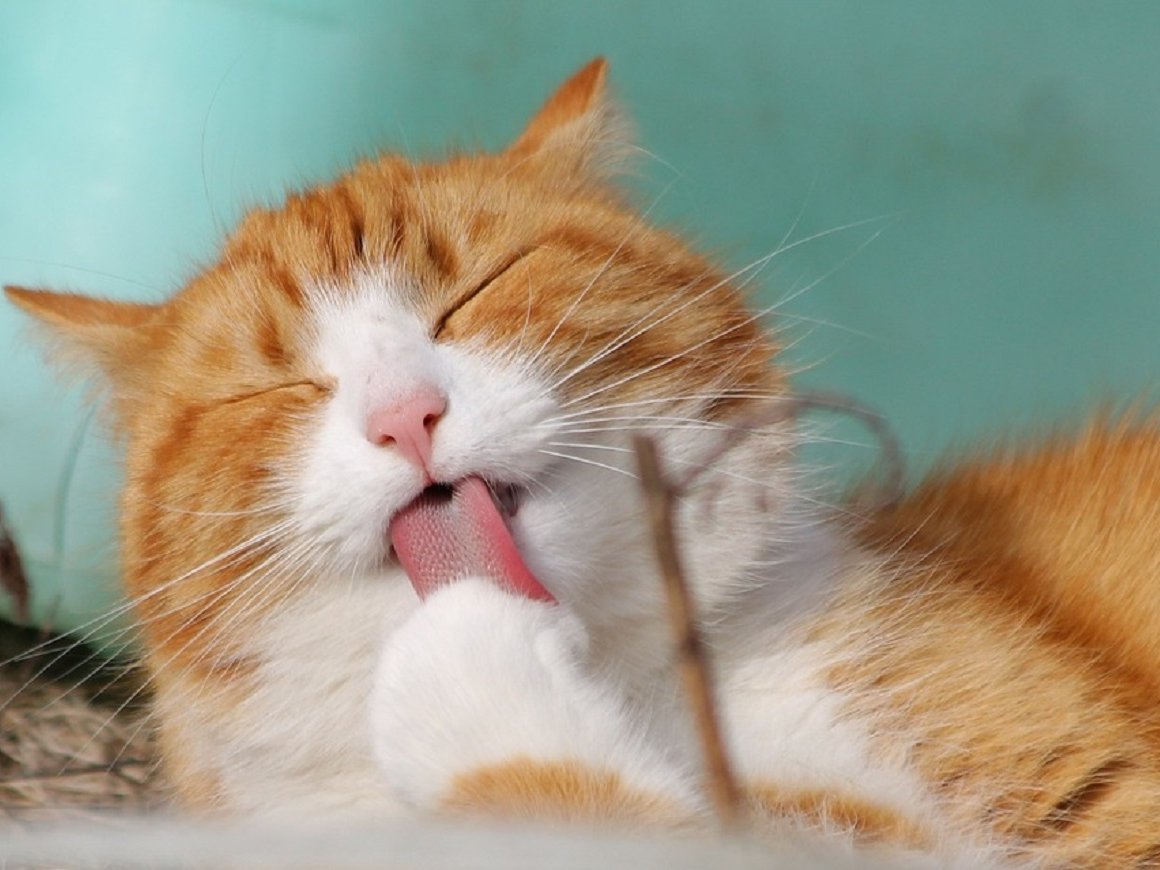 Зачем кошкам такой жесткий язык и как они им пользуются?