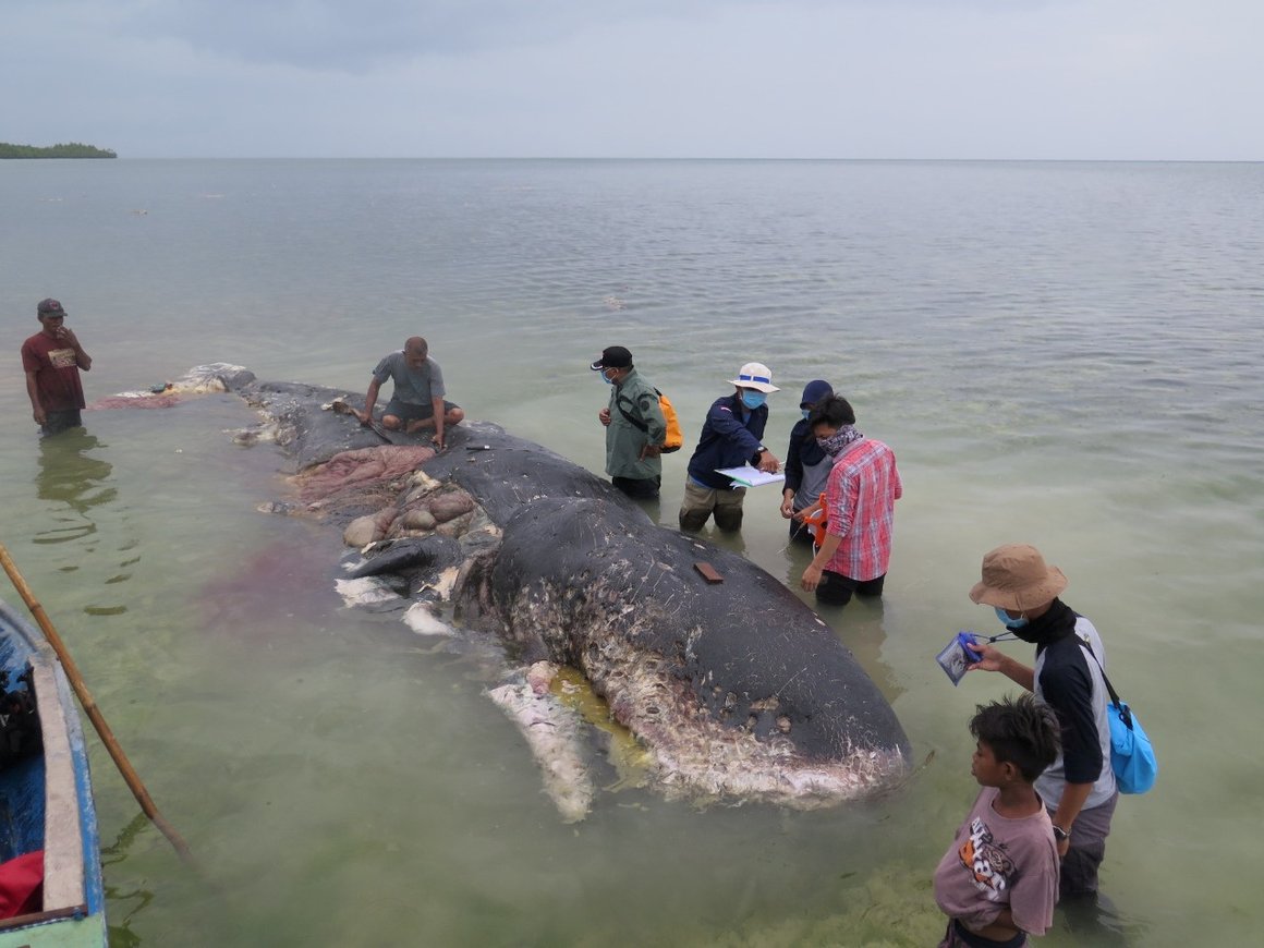 В Индонезии в мертвом ките нашли 6 килограммов пластика (фото)