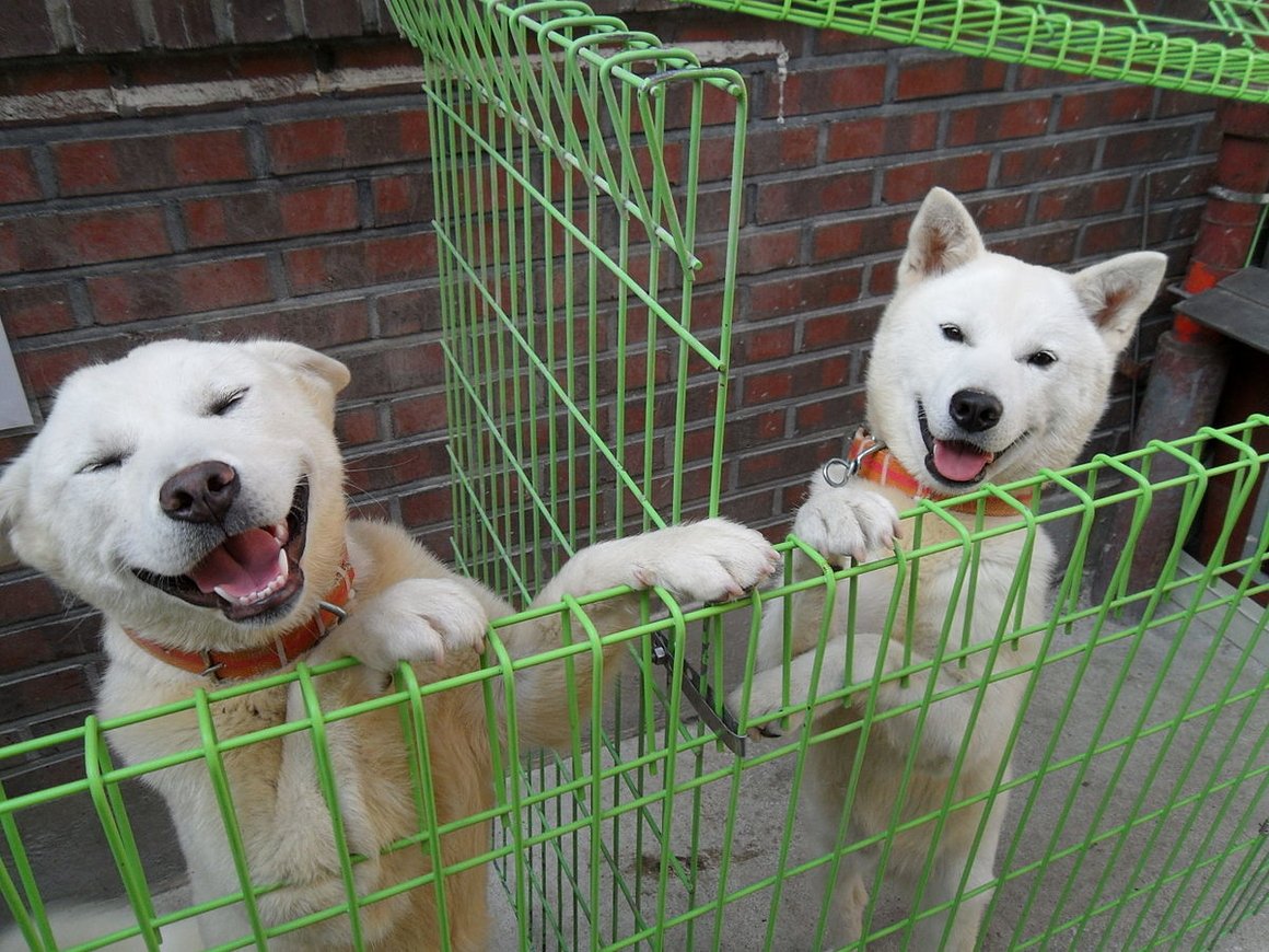 Дружба крепкая: собака-подарок из КНДР родила щенков в Южной Корее