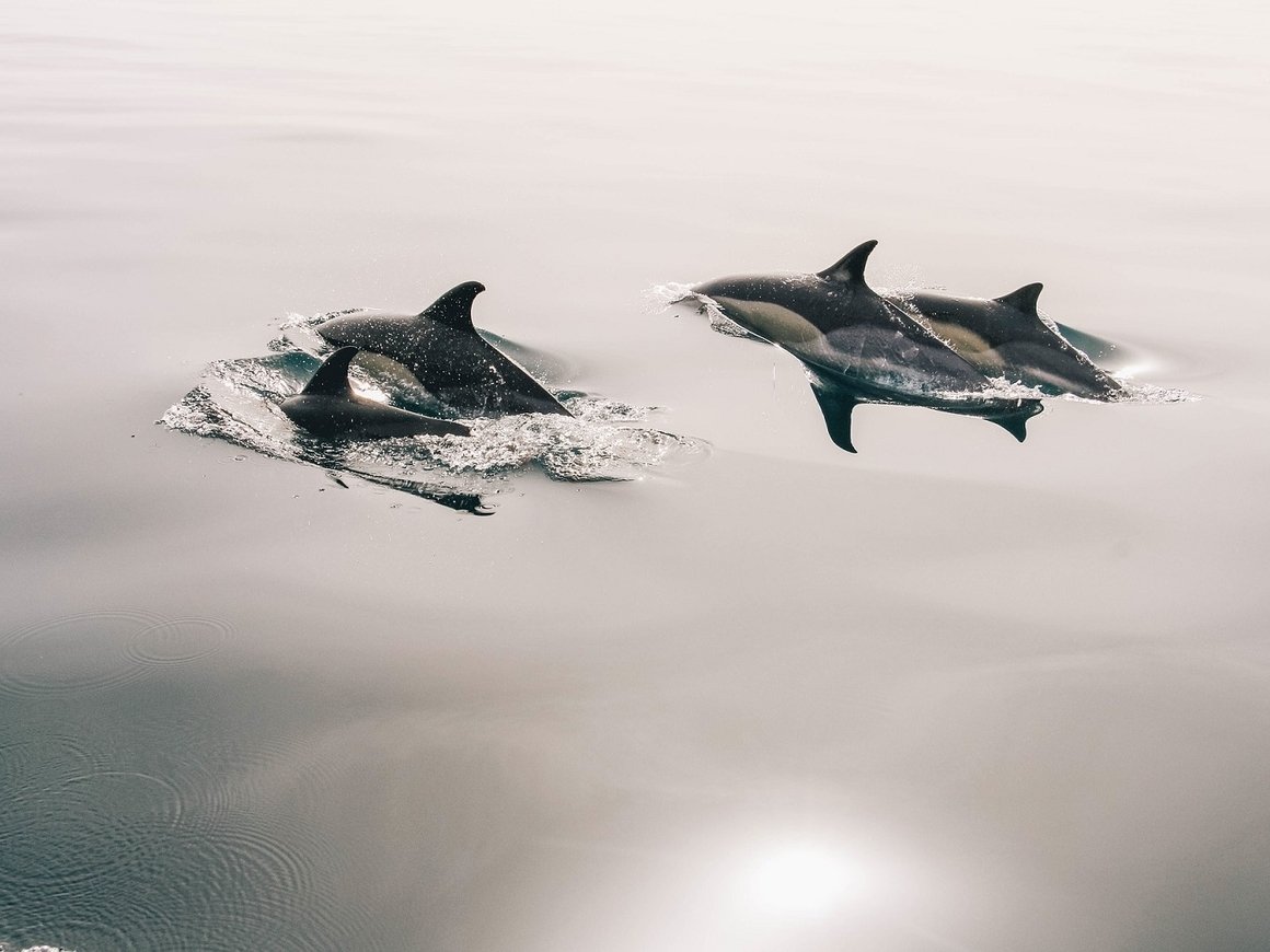Группа "Синий Кит":В Новой Зеландии дельфины выбросились на берег (видео)